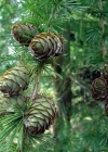 Einzelbild 6 Europäische Lärche - Larix decidua