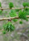 Einzelbild 7 Europäische Lärche - Larix decidua