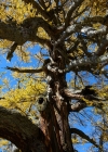 Einzelbild 8 Europäische Lärche - Larix decidua