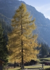 Einzelbild 1 Europäische Lärche - Larix decidua