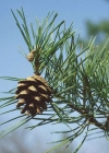 Einzelbild 6 Wald-Föhre - Pinus sylvestris