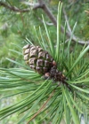 Einzelbild 4 Leg-Föhre - Pinus mugo subsp. mugo