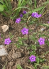 Einzelbild 3 Venus-Frauenspiegel - Legousia speculum-veneris