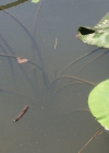 Einzelbild 7 Weisse Seerose - Nymphaea alba