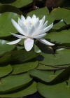 Einzelbild 8 Weisse Seerose - Nymphaea alba
