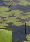 Einzelbild 5 Grosse Teichrose - Nuphar lutea