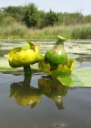 Einzelbild 6 Grosse Teichrose - Nuphar lutea