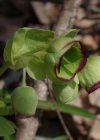 Einzelbild 5 Stinkende Nieswurz - Helleborus foetidus