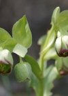 Einzelbild 6 Stinkende Nieswurz - Helleborus foetidus