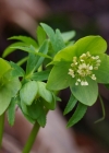 Einzelbild 8 Grüne Nieswurz - Helleborus viridis