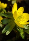 Einzelbild 5 Winterling - Eranthis hyemalis