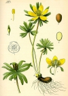 Einzelbild 6 Winterling - Eranthis hyemalis
