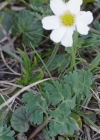 Einzelbild 6 Rautenblättrige Schmuckblume - Callianthemum coriandrifolium