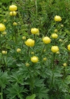 Einzelbild 4 Europäische Trollblume - Trollius europaeus