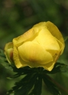 Einzelbild 5 Europäische Trollblume - Trollius europaeus