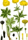 Einzelbild 6 Europäische Trollblume - Trollius europaeus