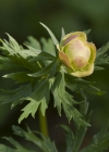 Einzelbild 7 Europäische Trollblume - Trollius europaeus