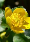 Einzelbild 3 Sumpf-Dotterblume - Caltha palustris