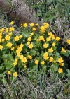 Einzelbild 5 Sumpf-Dotterblume - Caltha palustris