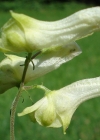 Einzelbild 3 Gelber Eisenhut - Aconitum lycoctonum