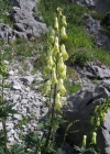 Einzelbild 4 Gelber Eisenhut - Aconitum lycoctonum