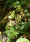 Einzelbild 5 Gelber Eisenhut - Aconitum lycoctonum