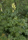 Einzelbild 6 Gelber Eisenhut - Aconitum lycoctonum