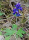 Einzelbild 7 Hoher Rittersporn - Delphinium elatum