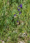 Einzelbild 5 Acker-Rittersporn - Consolida regalis