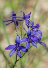 Einzelbild 6 Acker-Rittersporn - Consolida regalis
