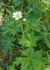 Einzelbild 3 Narzissen-Windröschen - Anemone narcissiflora