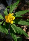 Einzelbild 5 Gelbes Windröschen - Anemone ranunculoides