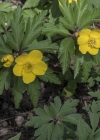 Einzelbild 8 Gelbes Windröschen - Anemone ranunculoides