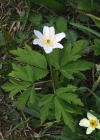 Einzelbild 5 Busch-Windröschen - Anemone nemorosa
