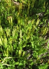 Einzelbild 5 Keulen-Bärlapp - Lycopodium clavatum
