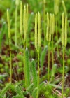 Einzelbild 6 Keulen-Bärlapp - Lycopodium clavatum