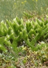 Einzelbild 7 Keulen-Bärlapp - Lycopodium clavatum