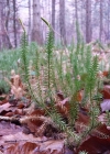 Einzelbild 7 Wald-Bärlapp - Lycopodium annotinum