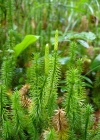 Einzelbild 8 Wald-Bärlapp - Lycopodium annotinum