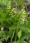 Einzelbild 7 Echte Mondraute - Botrychium lunaria
