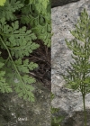 Einzelbild 8 Krauser Rollfarn - Cryptogramma crispa
