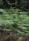 Einzelbild 7 Adlerfarn - Pteridium aquilinum