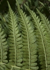 Einzelbild 8 Bergfarn - Oreopteris limbosperma