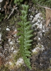 Einzelbild 4 Quell-Streifenfarn - Asplenium fontanum