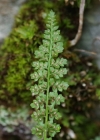 Einzelbild 5 Quell-Streifenfarn - Asplenium fontanum