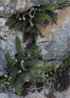 Einzelbild 8 Schriftfarn - Asplenium ceterach