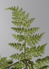 Einzelbild 7 Alpen-Blasenfarn - Cystopteris alpina