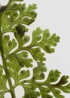 Einzelbild 8 Alpen-Blasenfarn - Cystopteris alpina