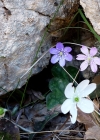Einzelbild 7 Leberblümchen - Hepatica nobilis