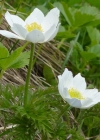 Einzelbild 5 Weisse Alpen-Anemone - Pulsatilla alpina subsp. alpina